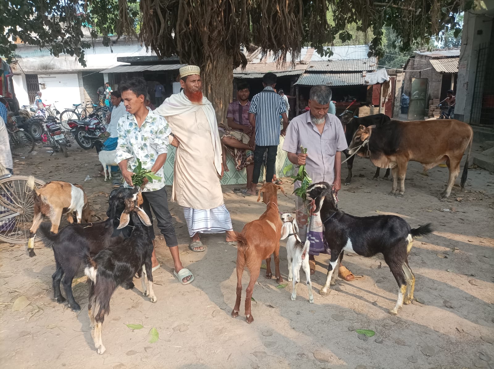 ঈদ উল আজহা সামনে রেখে ঐতিহ্যবাহী রামচন্দ্রপুর হাটে জমজমাট গরু-ছাগলের বাজার
