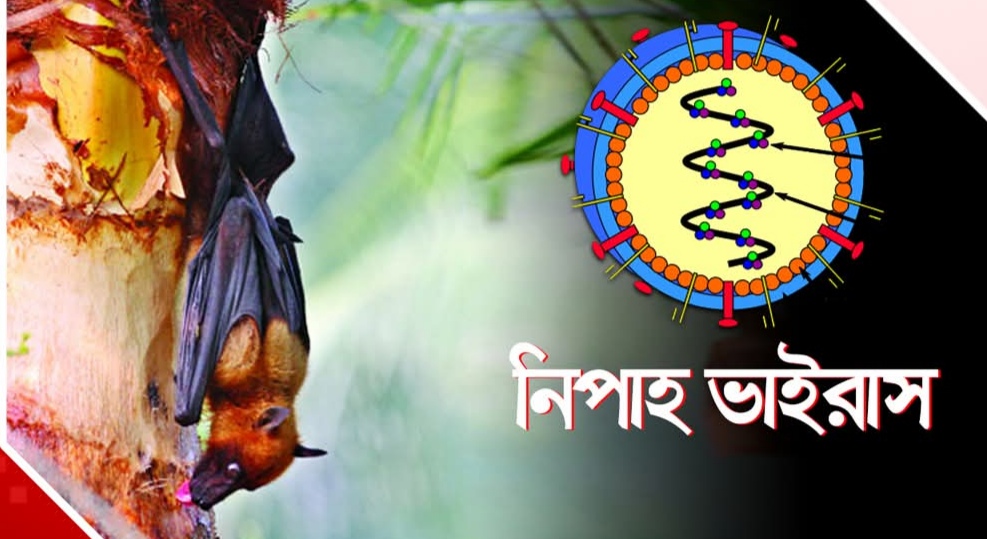নিপাহ ভাইরাস ৩৫ জেলায় শনাক্ত, আক্রান্ত হলেই মৃত্যু