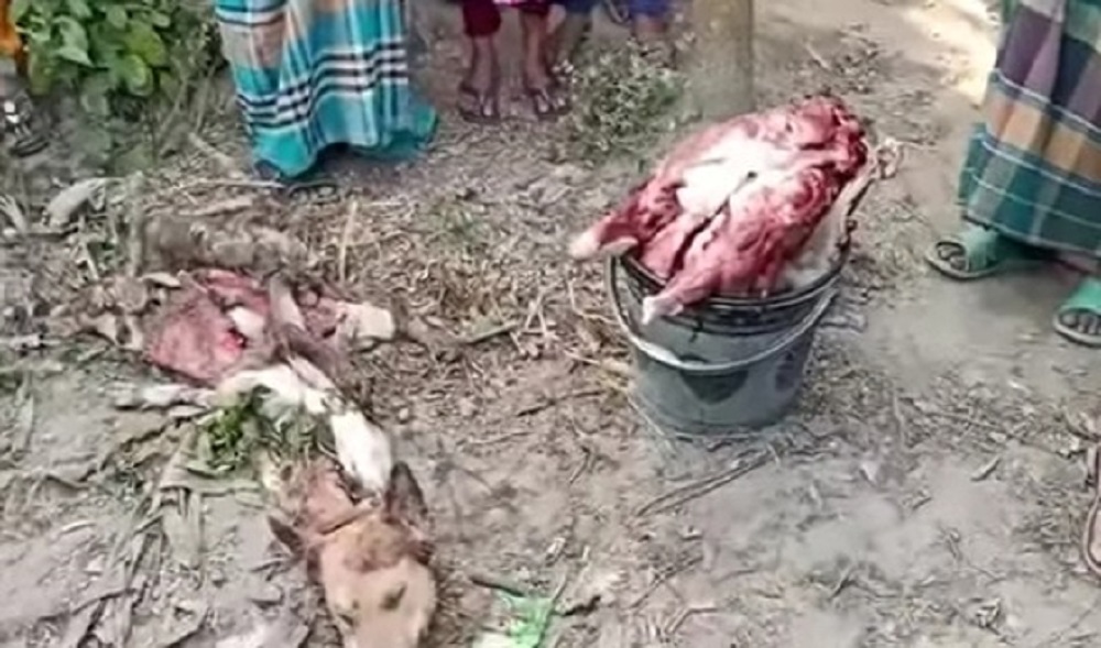 ধামইরহাটে কুকুর জবাই করে খাসির মাংস বিক্রির চেষ্টা, ২৫ কেজি মাংস উদ্ধার