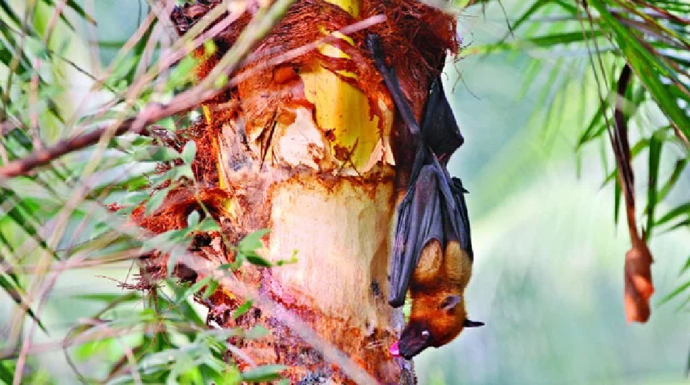 নওগাঁয় নিপাহ ভাইরাসে এক নারীর মৃত্যু