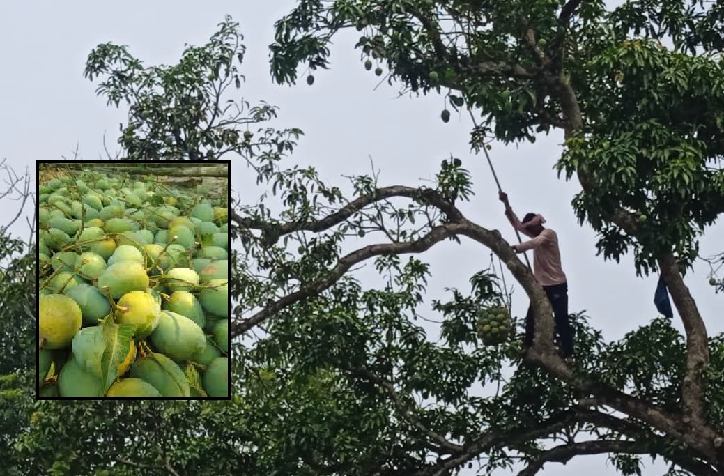 নিলাম ছাড়াই কর্মকর্তা-কর্মচারীদের ঝুড়িতে সরকারি আম!
